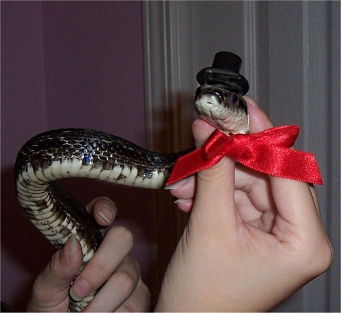 Scared Of Snakes? Put A Hat On It! Scared Of Snakes? Put A Hat On It!