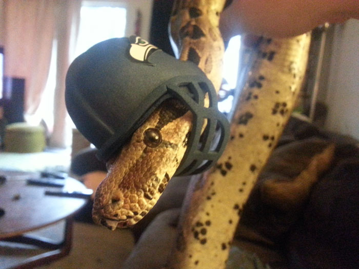 Scared Of Snakes? Put A Hat On It! Scared Of Snakes? Put A Hat On It!