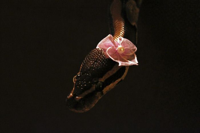 Scared Of Snakes? Put A Hat On It! Scared Of Snakes? Put A Hat On It!