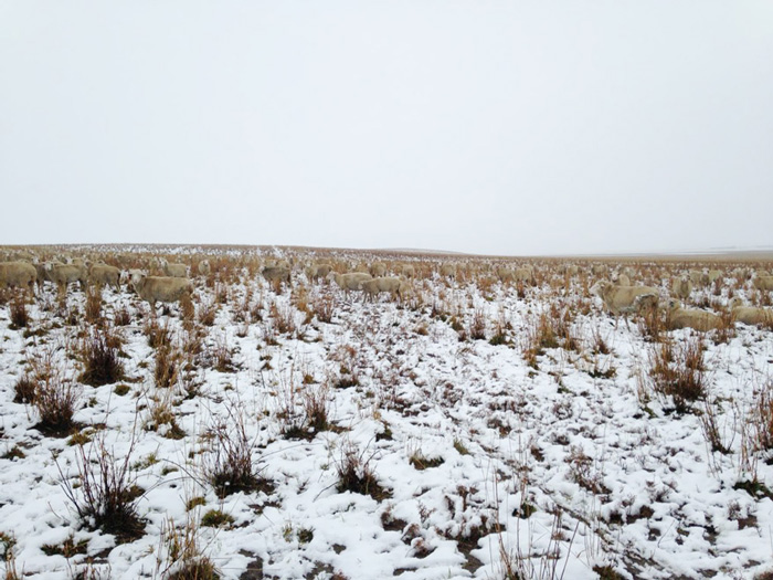 There Are 550 Sheep In This Pic. Can You Find Them? There Are 550 Sheep In This Pic. Can You Find Them?