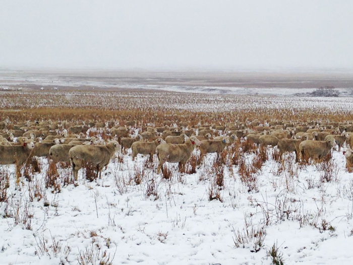 There Are 550 Sheep In This Pic. Can You Find Them? There Are 550 Sheep In This Pic. Can You Find Them?