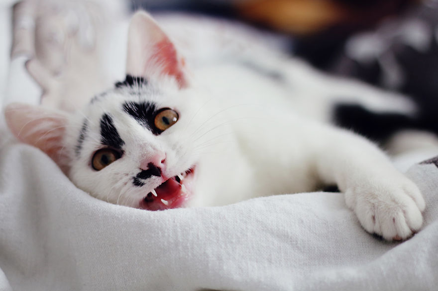 I Adopted A Cat With Funny Markings