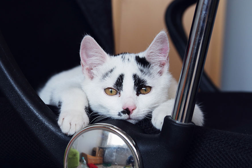 I Adopted A Cat With Funny Markings