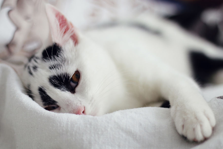 I Adopted A Cat With Funny Markings