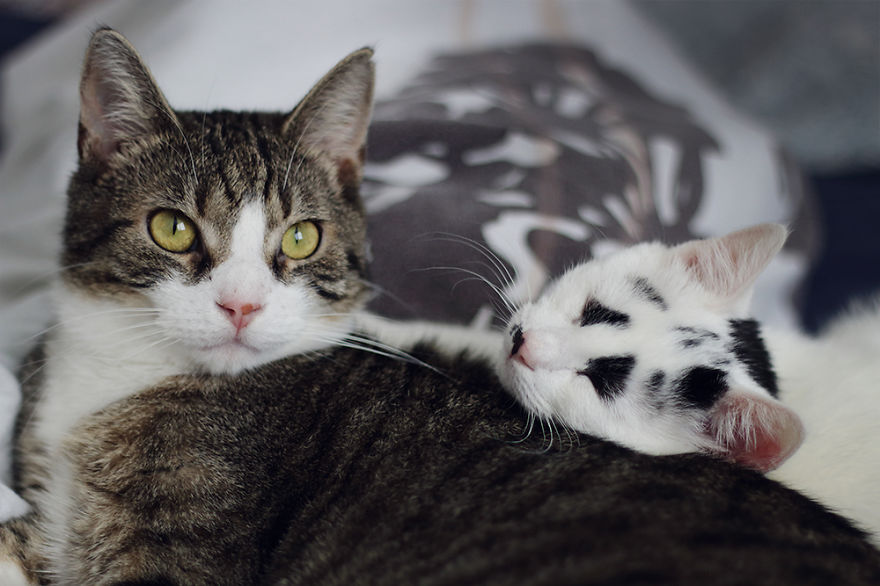 I Adopted A Cat With Funny Markings