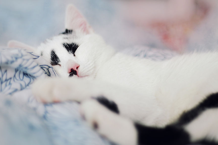 I Adopted A Cat With Funny Markings