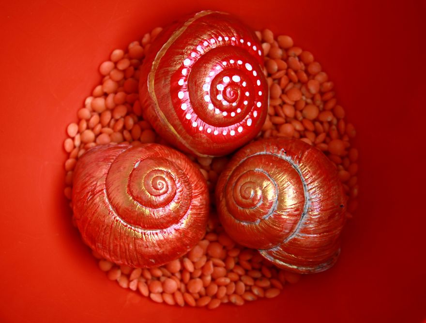 Invasion Of The Rainbow Snails Invasion Of The Rainbow Snails