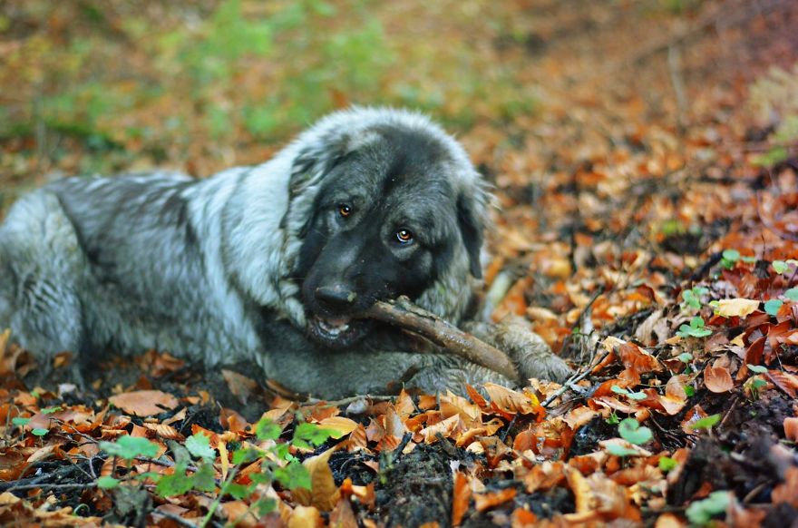 I Found It Amazing How Animals Can Change Your Life