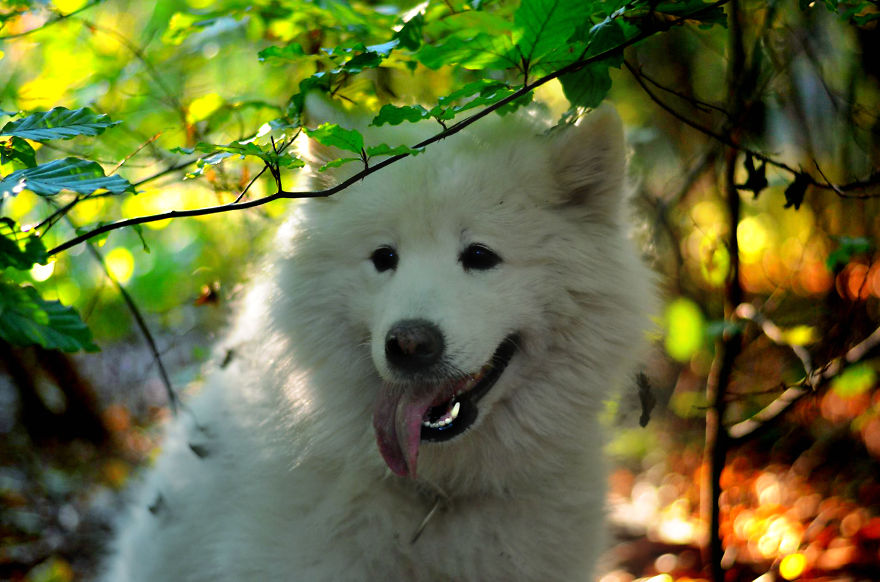 I Found It Amazing How Animals Can Change Your Life