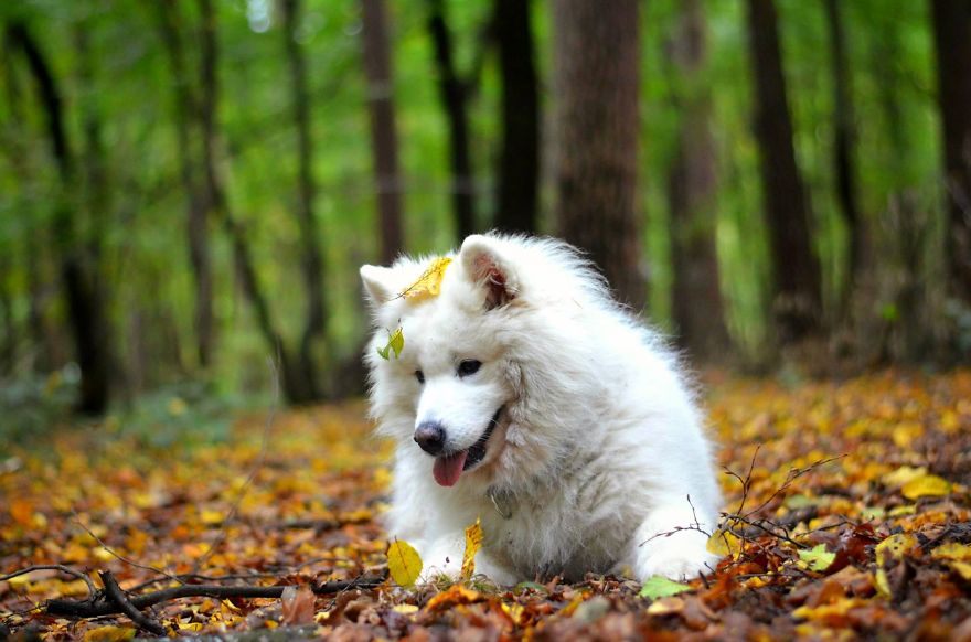 I Found It Amazing How Animals Can Change Your Life