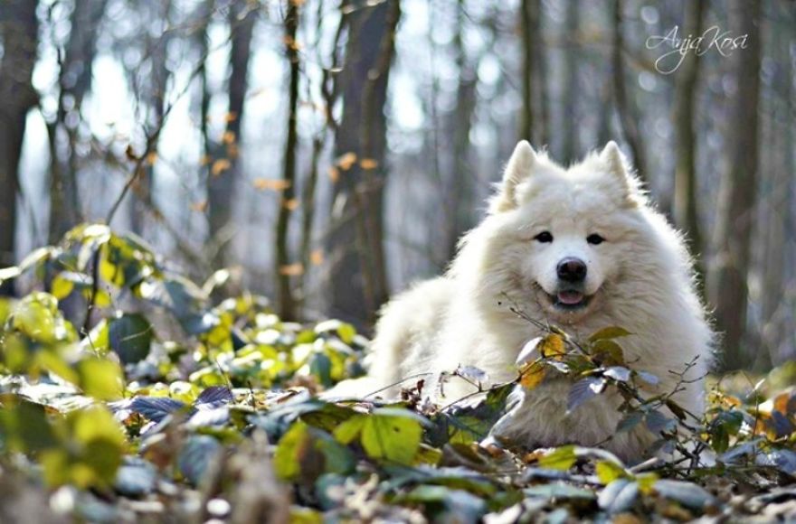 I Found It Amazing How Animals Can Change Your Life