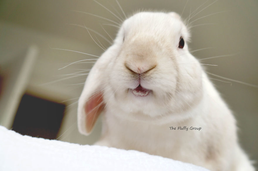 Our Bunny That We Adopted Is Always Happy Our Bunny That We Adopted Is Always Happy