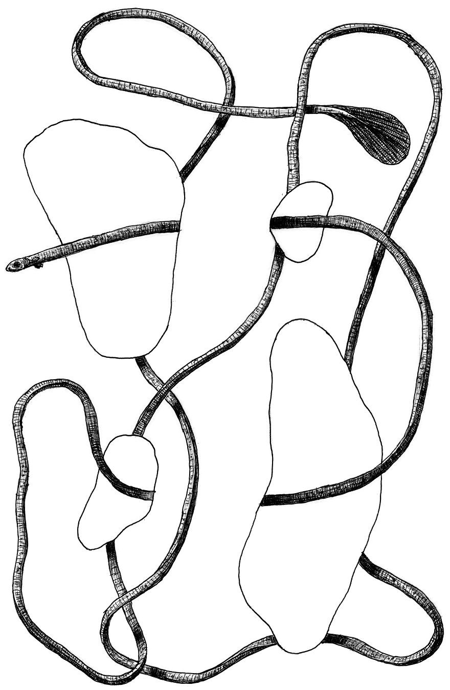 I Draw Optical Illusions Featuring Different Animals