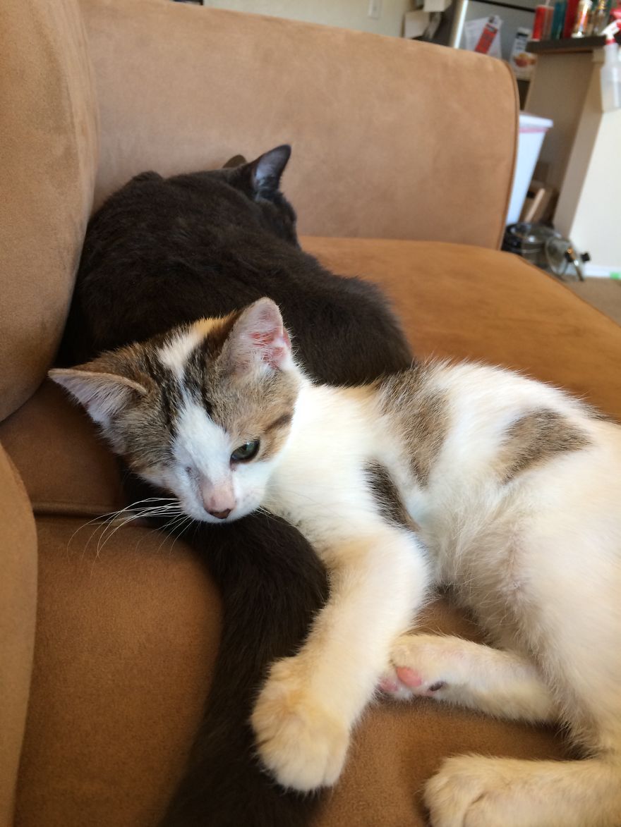 Poppy Doesn&#8217;t Know She&#8217;s Supposed To Have Two Eyes