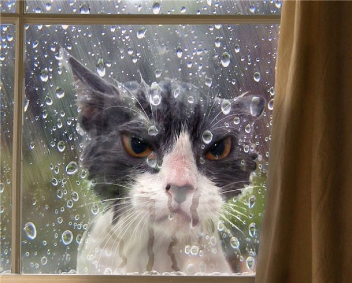 161 Cats Who Immediately Regretted Their Poor Life Choices 161 Cats Who Immediately Regretted Their Poor Life Choices