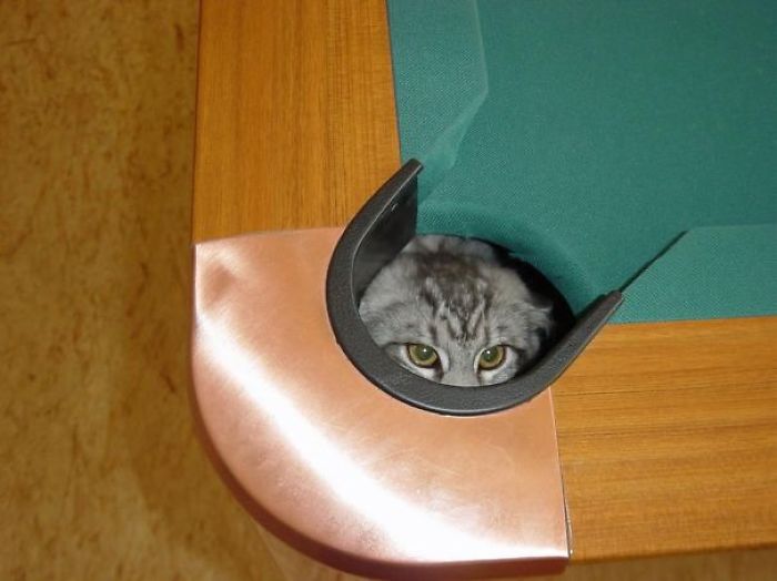 161 Cats Who Immediately Regretted Their Poor Life Choices 161 Cats Who Immediately Regretted Their Poor Life Choices