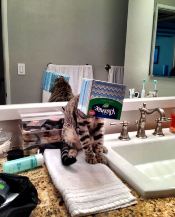 161 Cats Who Immediately Regretted Their Poor Life Choices 161 Cats Who Immediately Regretted Their Poor Life Choices
