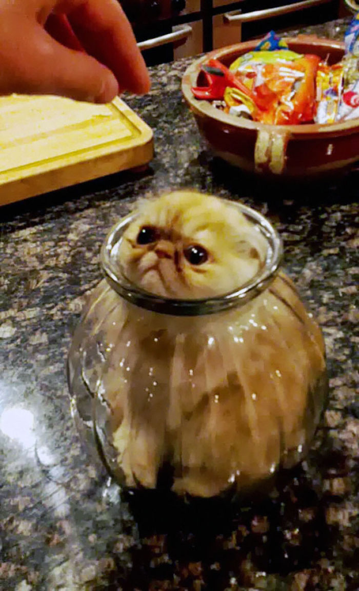 161 Cats Who Immediately Regretted Their Poor Life Choices 161 Cats Who Immediately Regretted Their Poor Life Choices