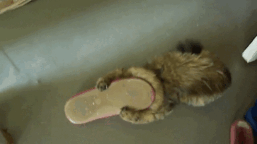 161 Cats Who Immediately Regretted Their Poor Life Choices 161 Cats Who Immediately Regretted Their Poor Life Choices