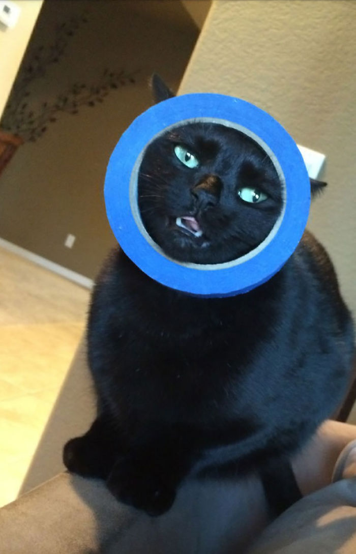 161 Cats Who Immediately Regretted Their Poor Life Choices 161 Cats Who Immediately Regretted Their Poor Life Choices