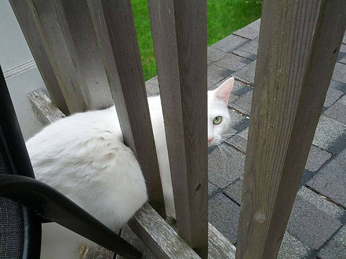 161 Cats Who Immediately Regretted Their Poor Life Choices 161 Cats Who Immediately Regretted Their Poor Life Choices