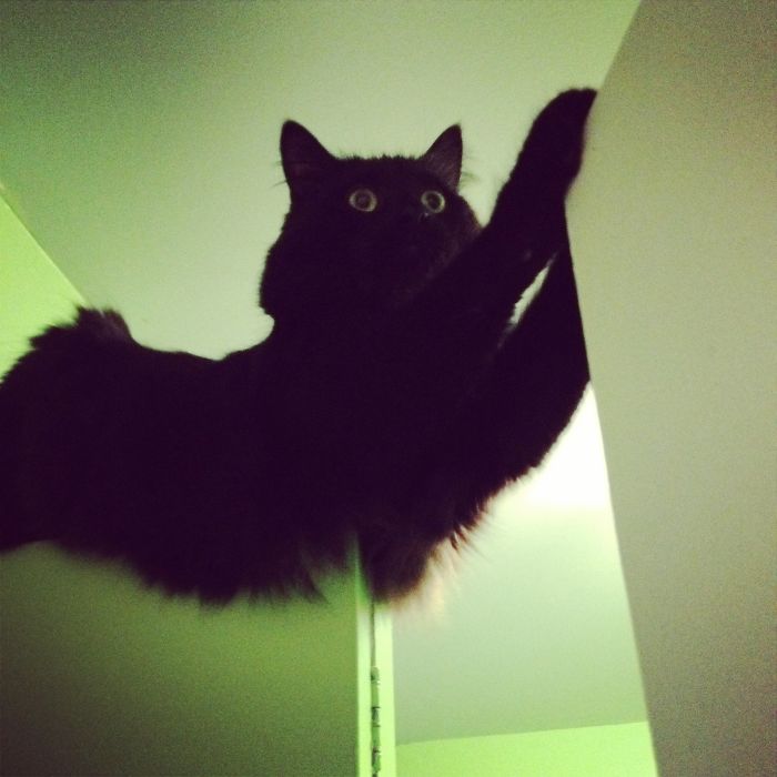 161 Cats Who Immediately Regretted Their Poor Life Choices 161 Cats Who Immediately Regretted Their Poor Life Choices