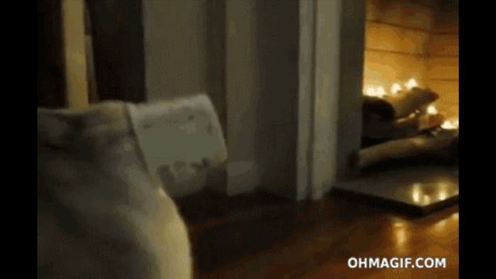 161 Cats Who Immediately Regretted Their Poor Life Choices 161 Cats Who Immediately Regretted Their Poor Life Choices