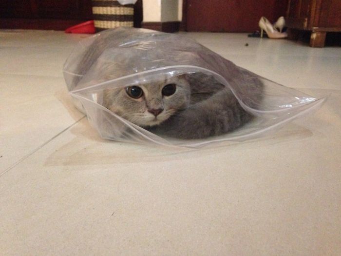 161 Cats Who Immediately Regretted Their Poor Life Choices 161 Cats Who Immediately Regretted Their Poor Life Choices
