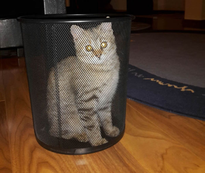 161 Cats Who Immediately Regretted Their Poor Life Choices 161 Cats Who Immediately Regretted Their Poor Life Choices