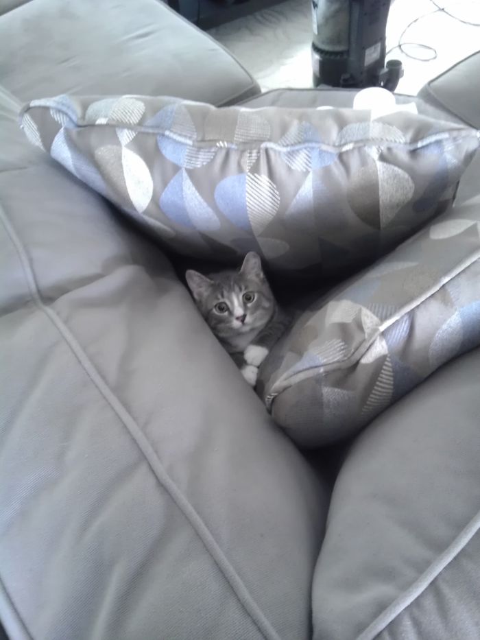 161 Cats Who Immediately Regretted Their Poor Life Choices 161 Cats Who Immediately Regretted Their Poor Life Choices