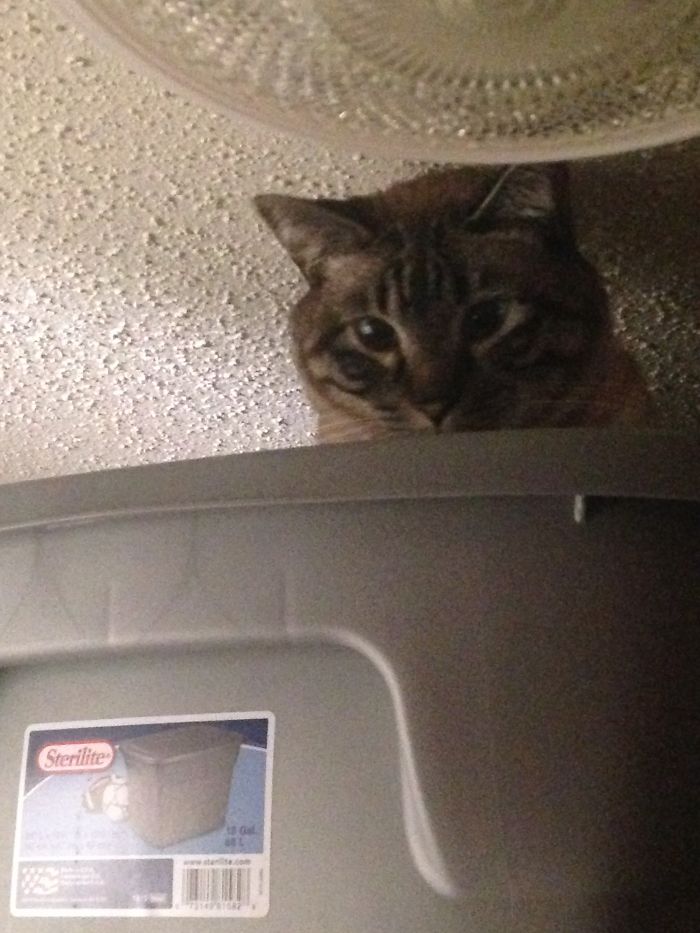 161 Cats Who Immediately Regretted Their Poor Life Choices 161 Cats Who Immediately Regretted Their Poor Life Choices