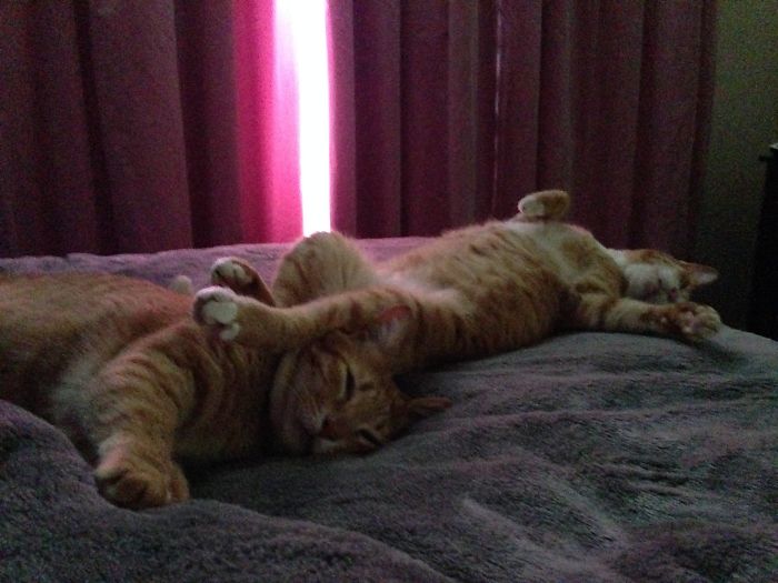 161 Cats Who Immediately Regretted Their Poor Life Choices 161 Cats Who Immediately Regretted Their Poor Life Choices