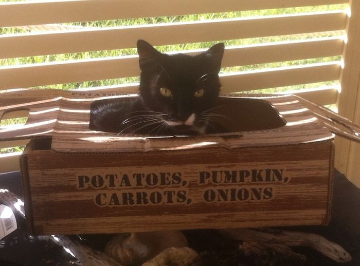 161 Cats Who Immediately Regretted Their Poor Life Choices 161 Cats Who Immediately Regretted Their Poor Life Choices