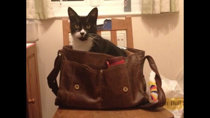 161 Cats Who Immediately Regretted Their Poor Life Choices 161 Cats Who Immediately Regretted Their Poor Life Choices