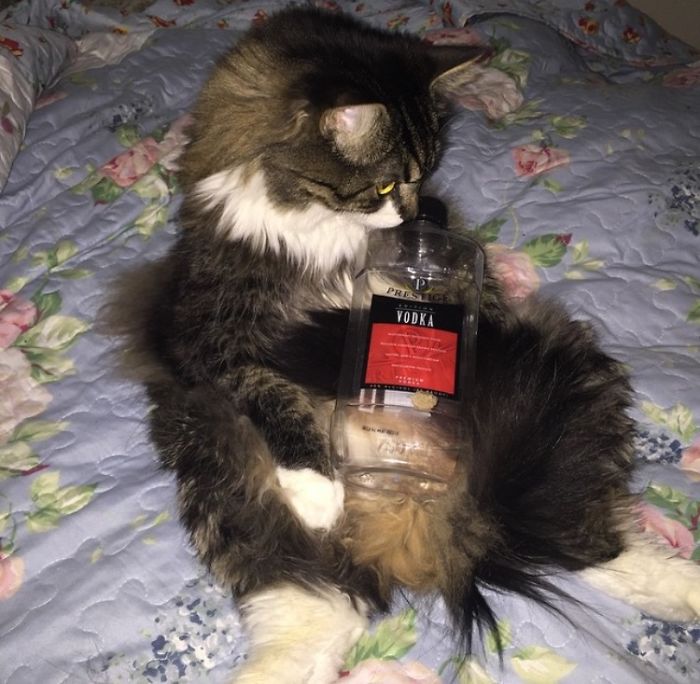 161 Cats Who Immediately Regretted Their Poor Life Choices 161 Cats Who Immediately Regretted Their Poor Life Choices