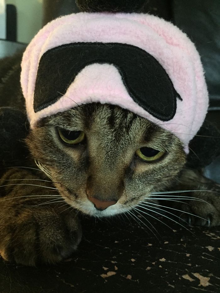 161 Cats Who Immediately Regretted Their Poor Life Choices 161 Cats Who Immediately Regretted Their Poor Life Choices