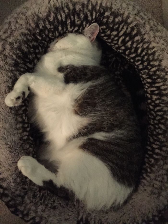 161 Cats Who Immediately Regretted Their Poor Life Choices 161 Cats Who Immediately Regretted Their Poor Life Choices