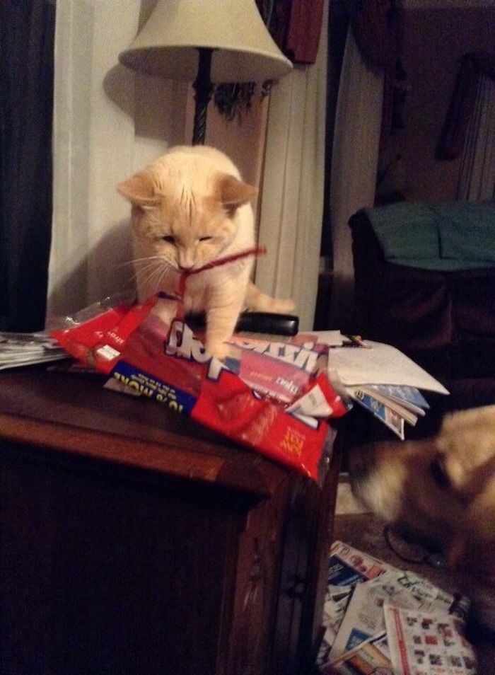 161 Cats Who Immediately Regretted Their Poor Life Choices 161 Cats Who Immediately Regretted Their Poor Life Choices