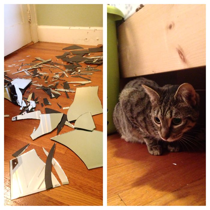 161 Cats Who Immediately Regretted Their Poor Life Choices 161 Cats Who Immediately Regretted Their Poor Life Choices