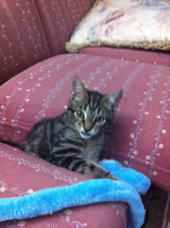 161 Cats Who Immediately Regretted Their Poor Life Choices 161 Cats Who Immediately Regretted Their Poor Life Choices