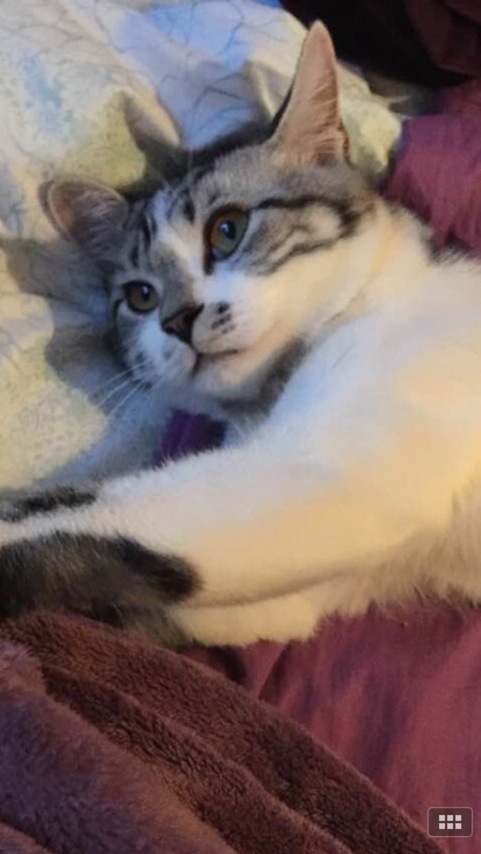 161 Cats Who Immediately Regretted Their Poor Life Choices 161 Cats Who Immediately Regretted Their Poor Life Choices