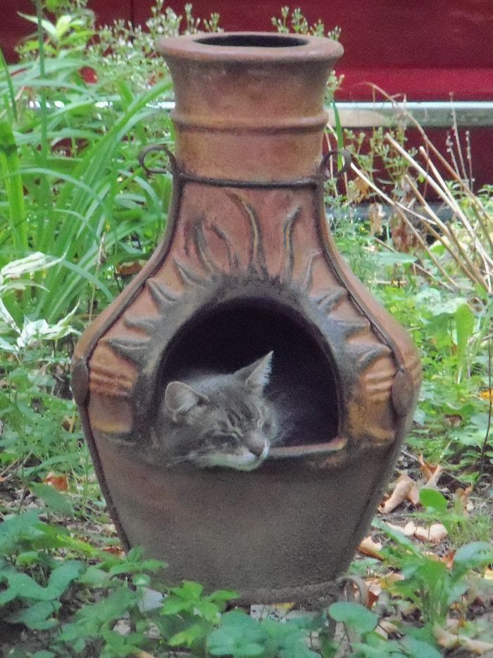 161 Cats Who Immediately Regretted Their Poor Life Choices 161 Cats Who Immediately Regretted Their Poor Life Choices