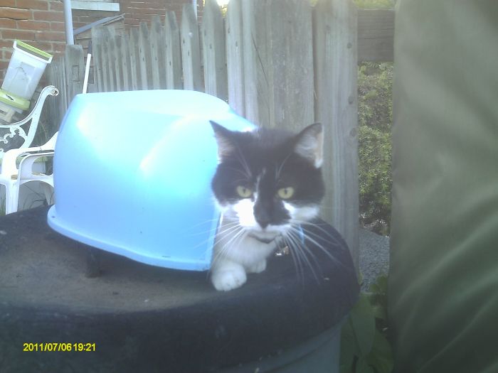 161 Cats Who Immediately Regretted Their Poor Life Choices 161 Cats Who Immediately Regretted Their Poor Life Choices