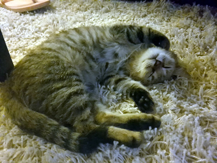 161 Cats Who Immediately Regretted Their Poor Life Choices 161 Cats Who Immediately Regretted Their Poor Life Choices