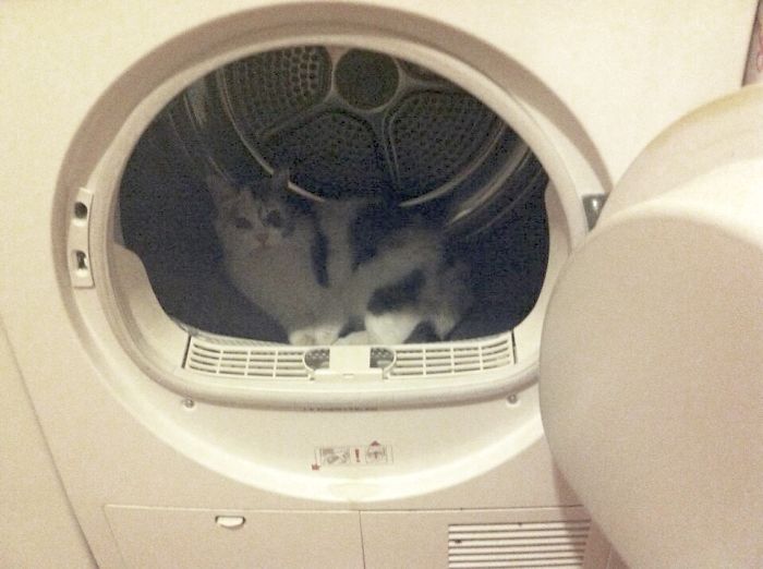 161 Cats Who Immediately Regretted Their Poor Life Choices 161 Cats Who Immediately Regretted Their Poor Life Choices