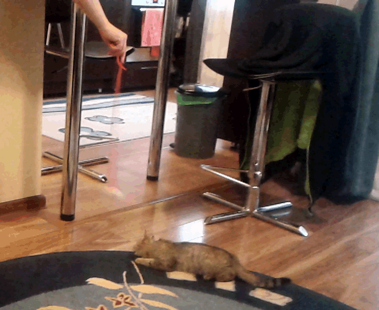 161 Cats Who Immediately Regretted Their Poor Life Choices 161 Cats Who Immediately Regretted Their Poor Life Choices