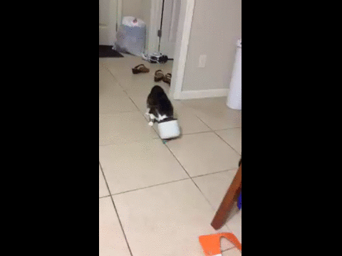 161 Cats Who Immediately Regretted Their Poor Life Choices 161 Cats Who Immediately Regretted Their Poor Life Choices