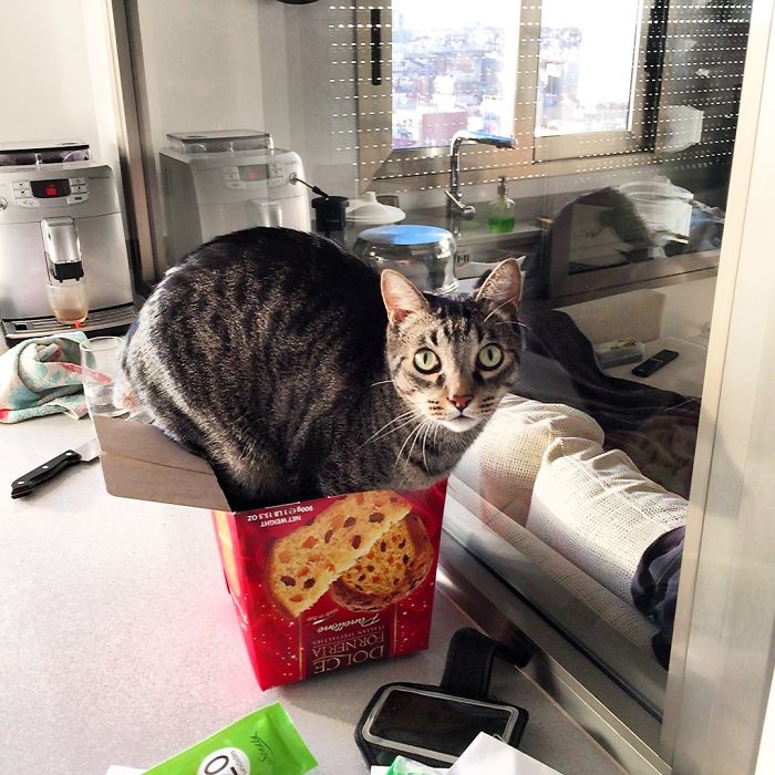 161 Cats Who Immediately Regretted Their Poor Life Choices 161 Cats Who Immediately Regretted Their Poor Life Choices