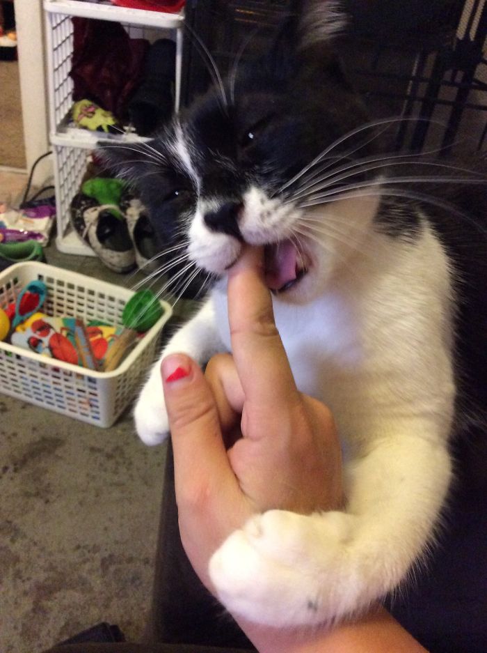 161 Cats Who Immediately Regretted Their Poor Life Choices 161 Cats Who Immediately Regretted Their Poor Life Choices