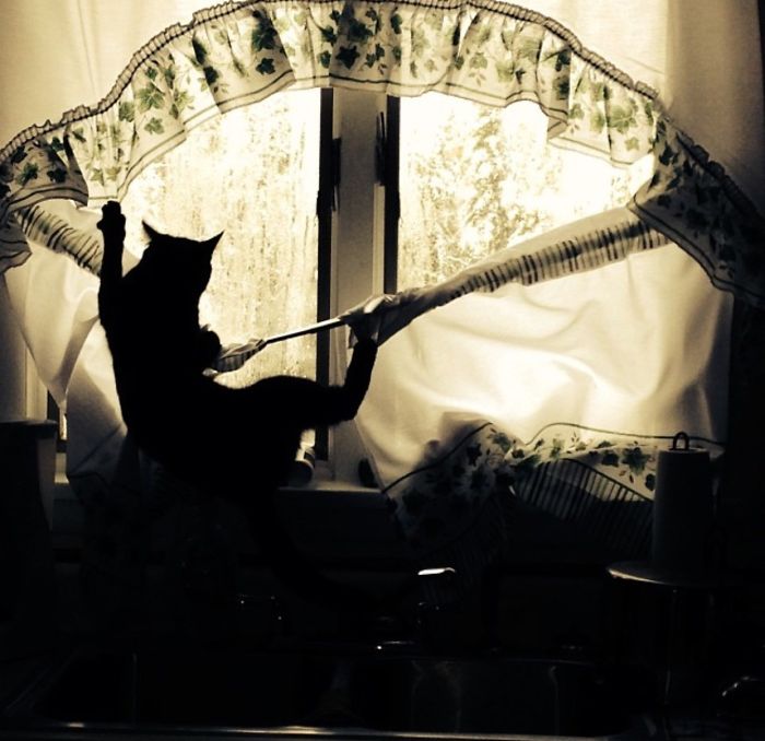 161 Cats Who Immediately Regretted Their Poor Life Choices 161 Cats Who Immediately Regretted Their Poor Life Choices